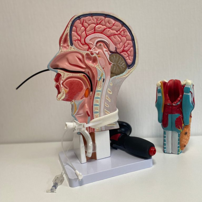 Kopf-Modell Trachealkanüle und FEES