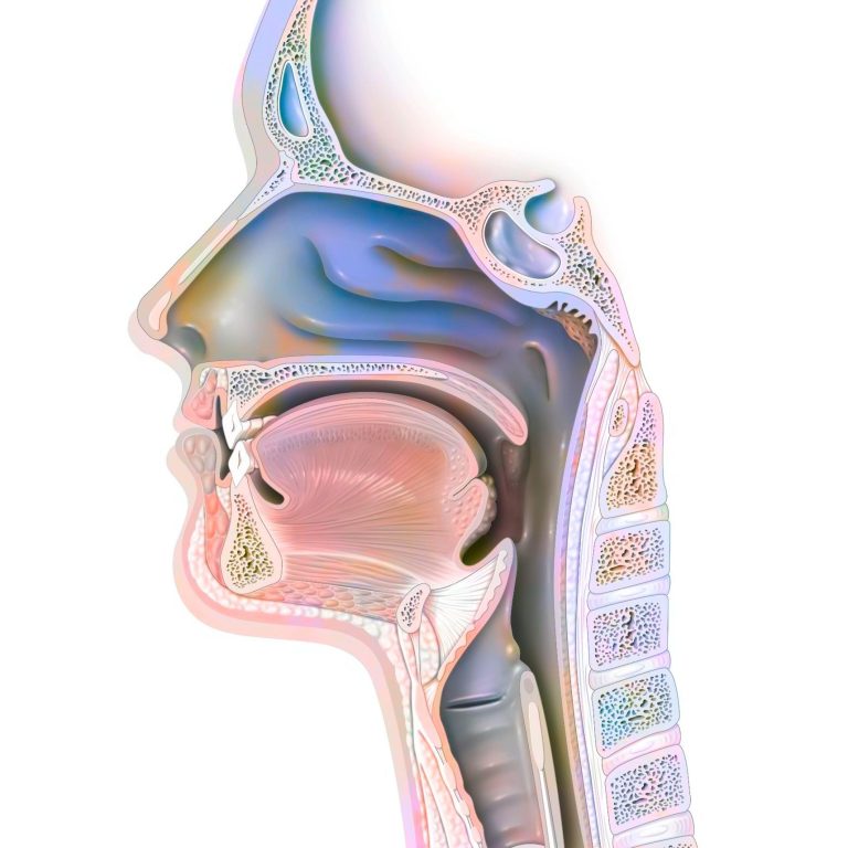Lateralansicht Kopf Schematische Darstellung des menschlichen Halses und Rachens. Bereich bei Schluckstörungen, Sprachstörungen, Sprechstörungen, Stimmstörungen